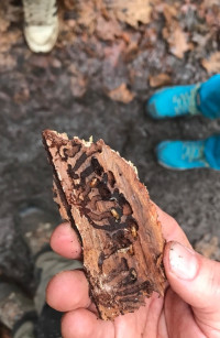 berichts borkenkaefer